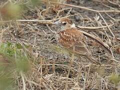 Chestnut-backed Sparrow-Lark