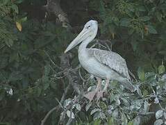 Pink-backed Pelican