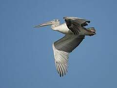 Pink-backed Pelican