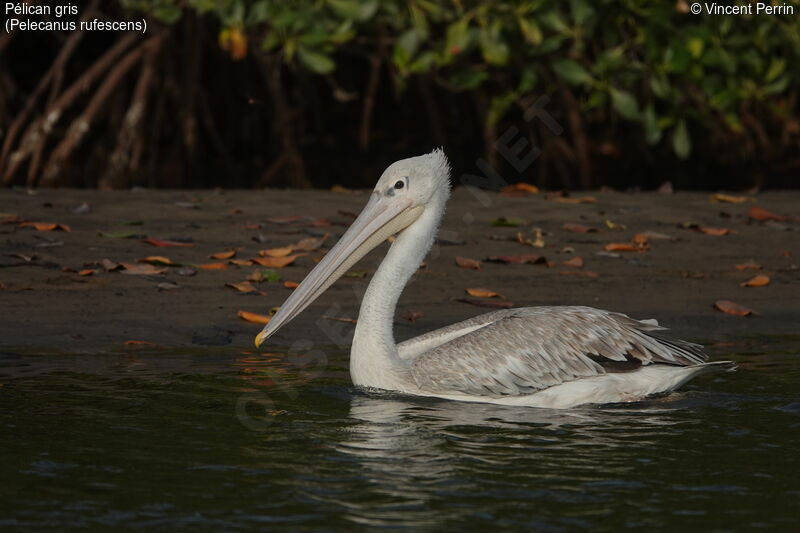 Pélican gris