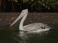 Pink-backed Pelican