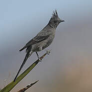 Phainopepla - Phainopepla nitens