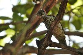 Golden-tailed Woodpecker