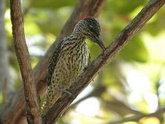 Golden-tailed Woodpecker