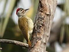 Fine-spotted Woodpecker