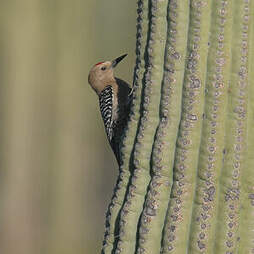 Pic des saguaros