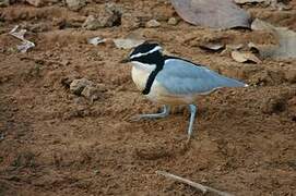 Egyptian Plover