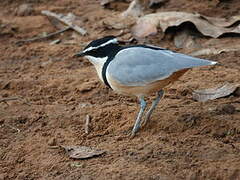 Egyptian Plover