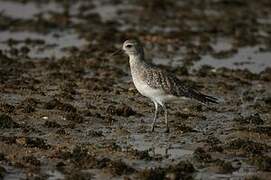 Grey Plover