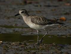 Grey Plover