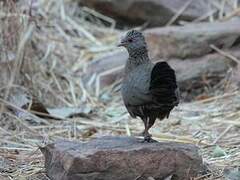 Stone Partridge