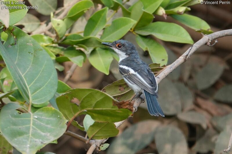 Brown-throated Wattle-eye male