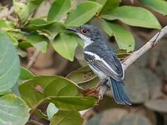 Brown-throated Wattle-eye