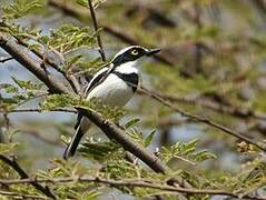 Senegal Batis