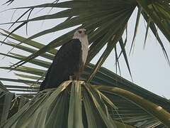 African Fish Eagle