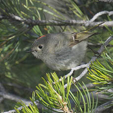 Roitelet à couronne rubis