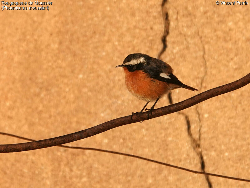 Moussier's Redstart