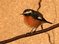 Rougequeue de Moussier