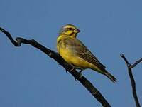 Serin du Mozambique