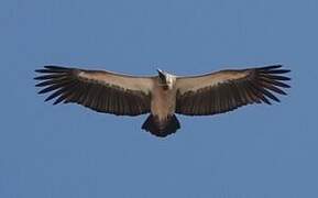 White-backed Vulture