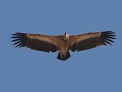 Griffon Vulture