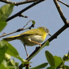 Apalis à gorge jaune