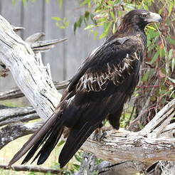 Aigle d'Australie