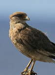 Caracara chimango