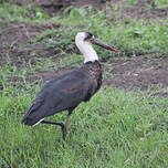 Cigogne à pattes noires