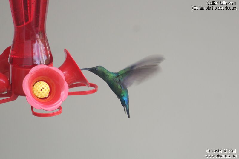 Colibri falle-vert