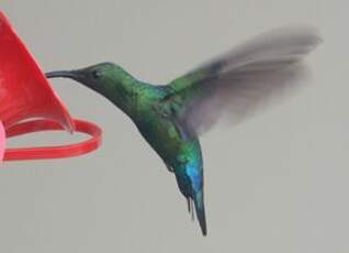 Colibri falle-vert