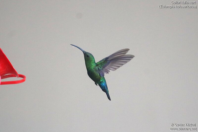 Colibri falle-vert