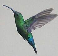 Colibri falle-vert