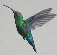 Colibri falle-vert