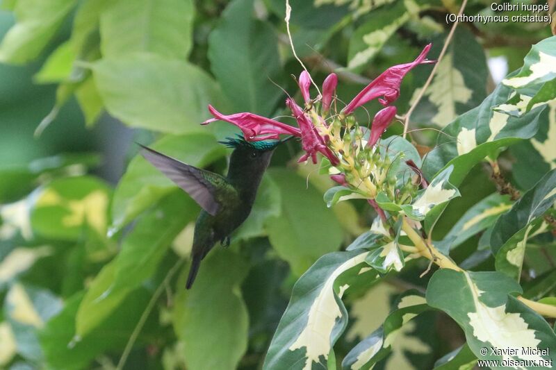 Antillean Crested Hummingbird