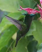 Antillean Crested Hummingbird