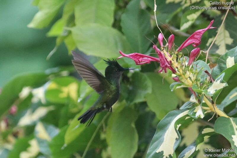 Colibri huppé