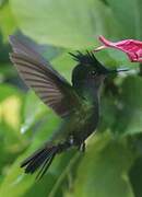 Antillean Crested Hummingbird