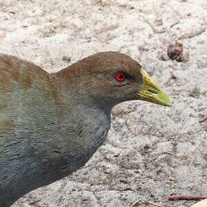 Gallinule de Tasmanie