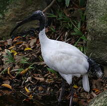 Ibis à cou noir