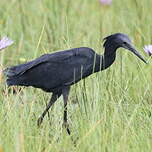 Aigrette ardoisée