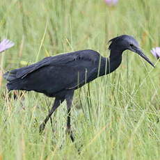 Aigrette ardoisée