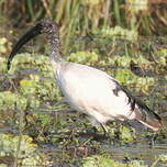 Ibis sacré