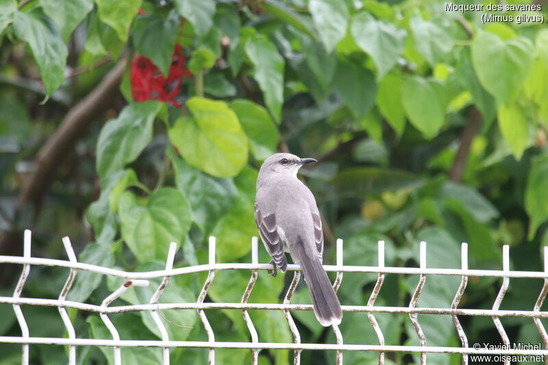 Tropical Mockingbird, identification