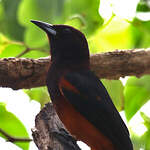 Oriole de la Martinique