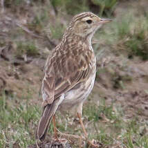 Pipit austral