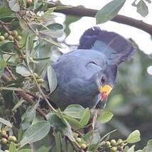 Touraco géant