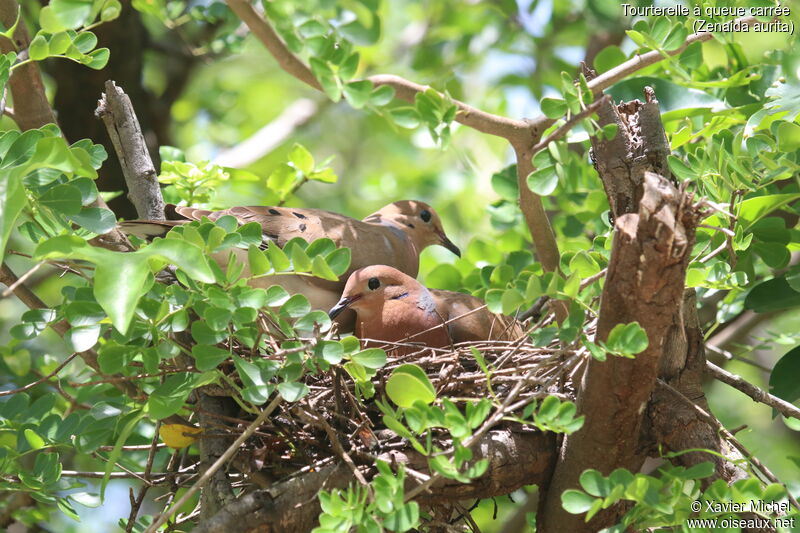Zenaida Doveadult, Reproduction-nesting