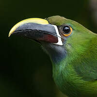 Toucanet à gorge bleue