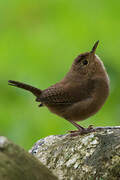 Southern House Wren